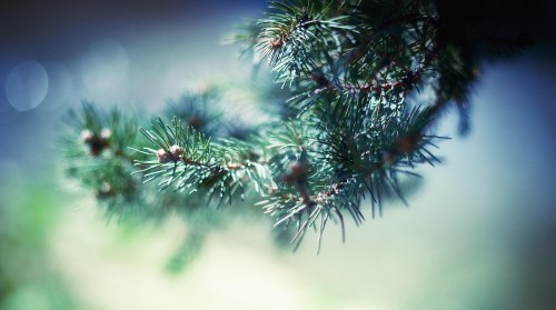 Image green pine tree in close up photography