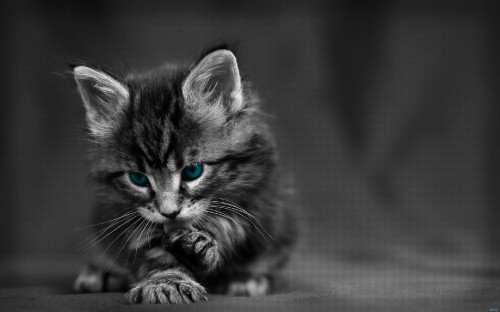 Image grayscale photo of tabby kitten