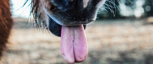 Image brown and white short coated dog showing tongue