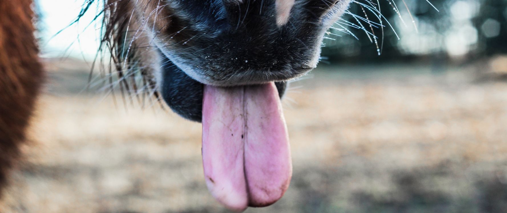 brown and white short coated dog showing tongue