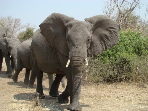 Image grey elephant walking on brown field during daytime