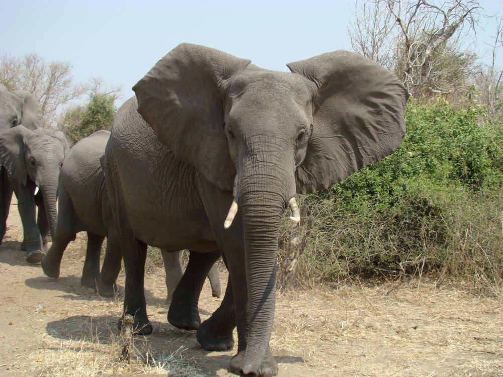 grey elephant walking on brown field during daytime