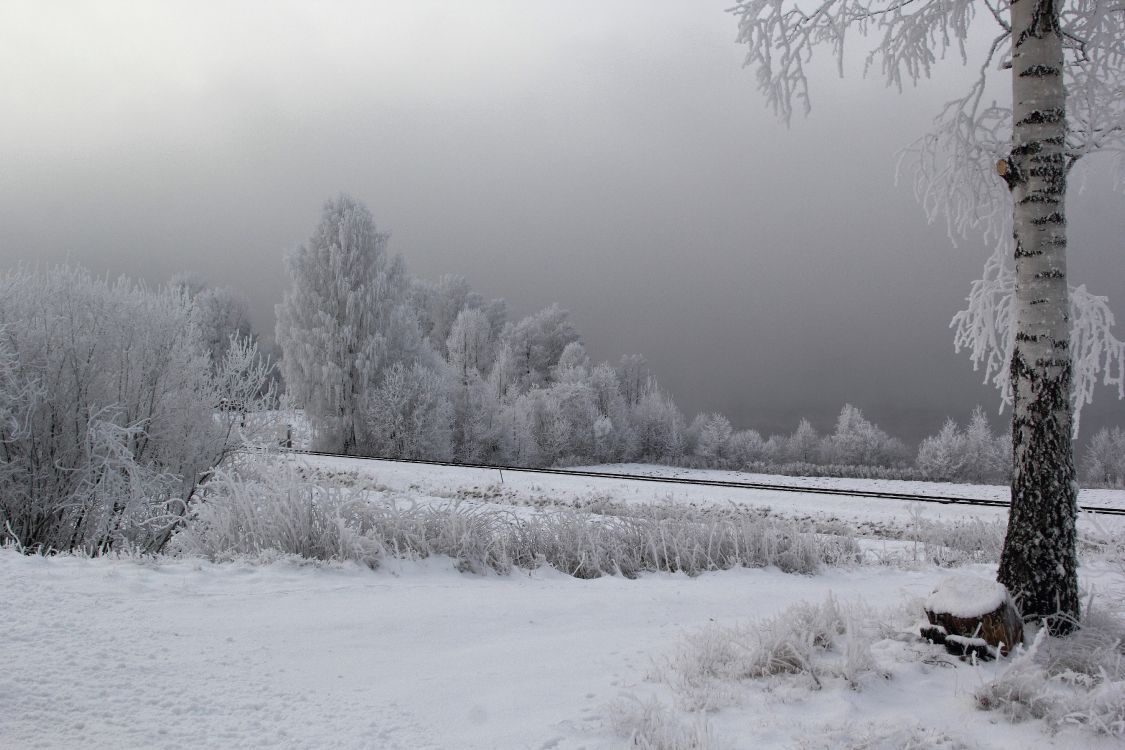 Champ Couvert de Neige et Arbres Pendant la Journée. Wallpaper in 5184x3456 Resolution