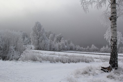 Image snow covered field and trees during daytime