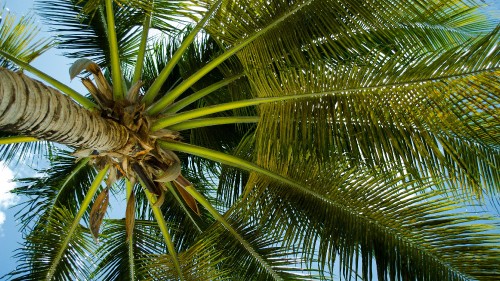 Image green palm tree during daytime