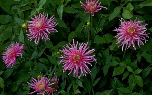 Image pink and white flowers with green leaves