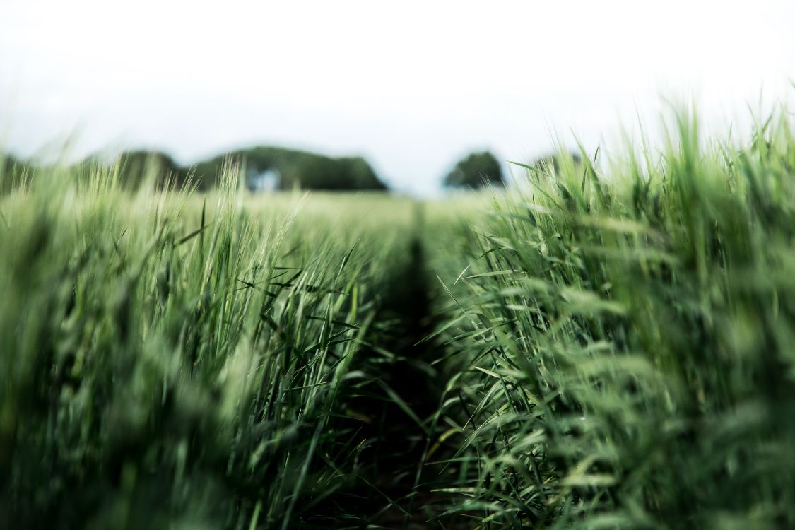 Green, Affiche, L'herbe de la Famille, Végétation, Orge. Wallpaper in 6720x4480 Resolution