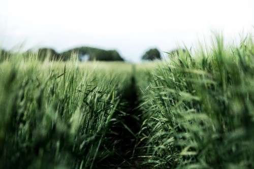 Image green, crop, Dibond, poster, grass family