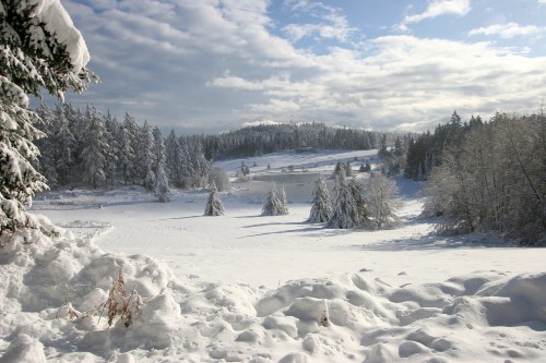 Image snow covered field and trees under white clouds and blue sky during daytime