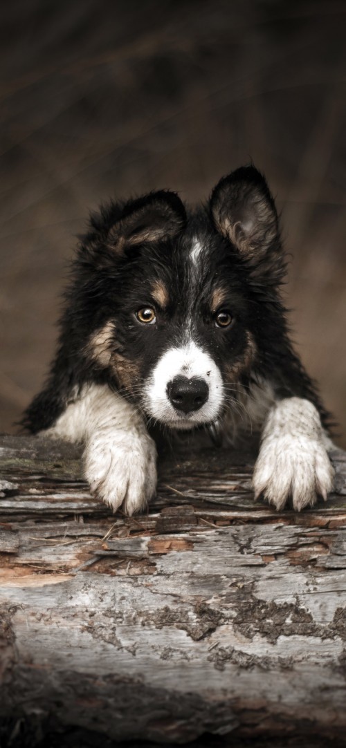 Image forest border collie, border collie, east siberian laika, utonagan, Siberian Husky