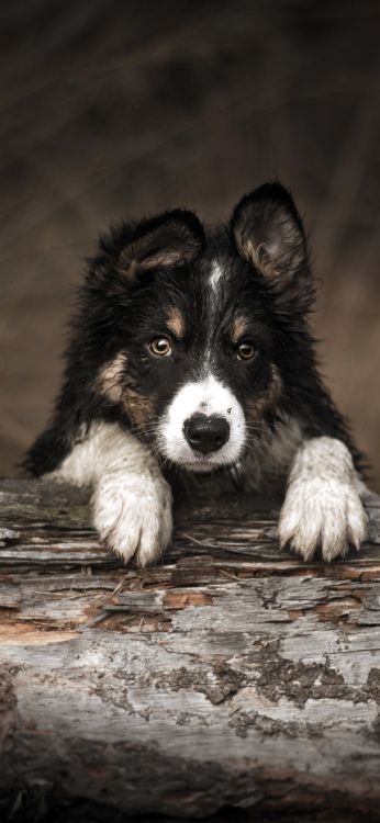 Wald-Border-Collie, Border Collie, Ostsibirische Laika, Utonagan, Siberian Husky. Wallpaper in 1125x2436 Resolution