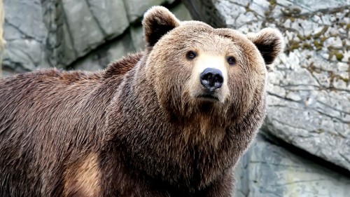 Image brown bear on green moss