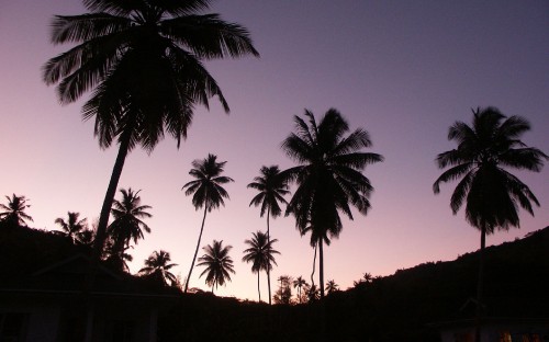 Image silhouette of coconut trees during sunset