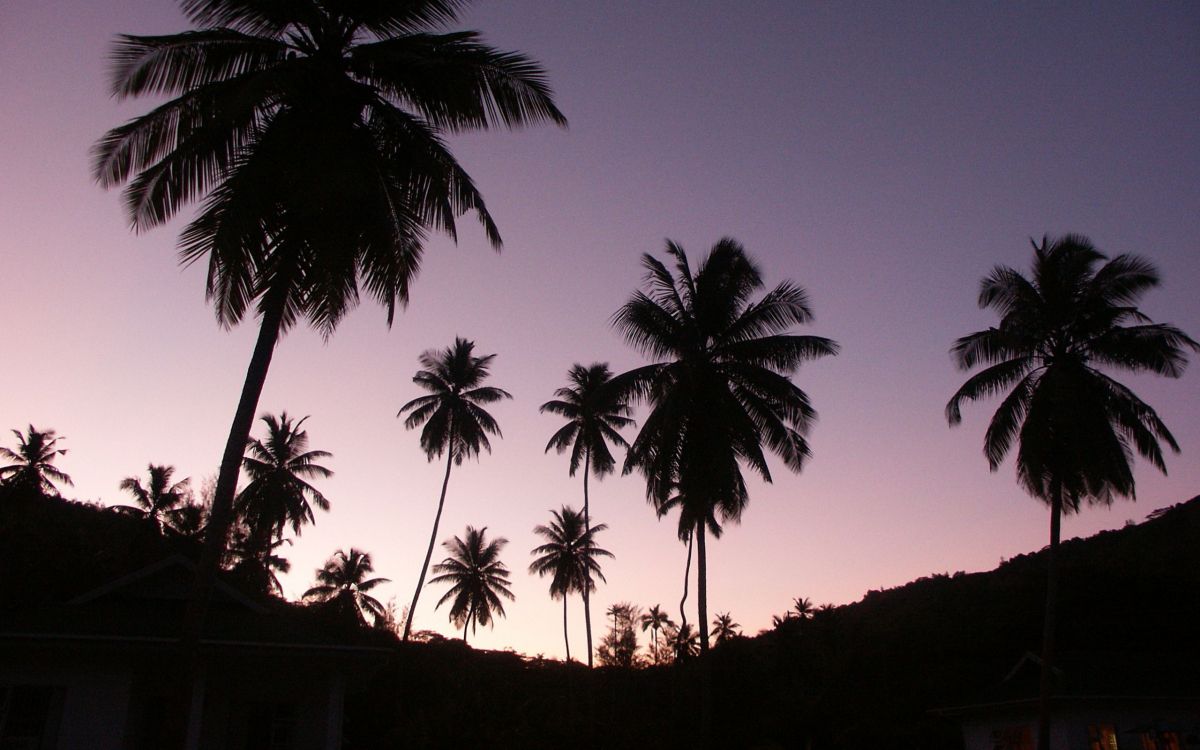 silhouette of coconut trees during sunset