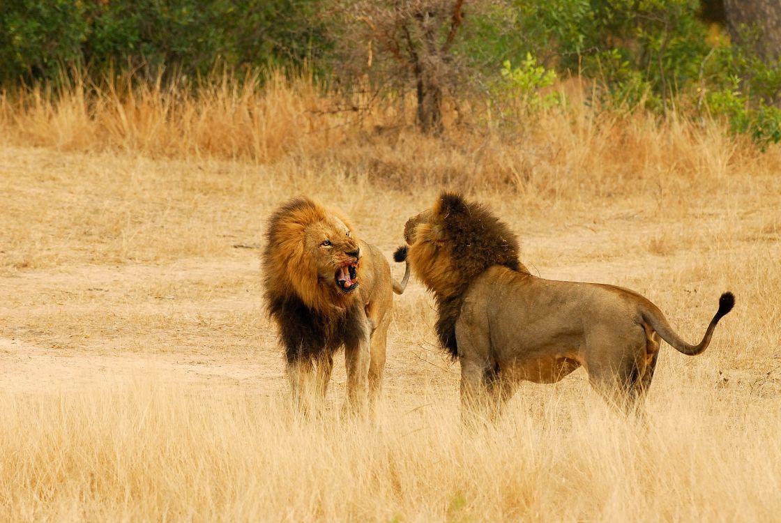 brown lion on brown grass field during daytime