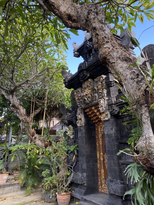 Image bali, tree, plant, branch, flowerpot