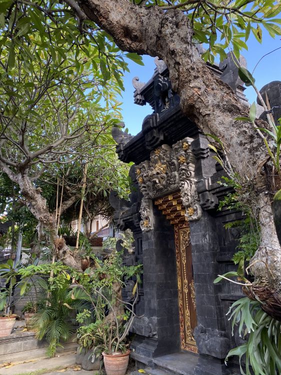 bali, tree, plant, branch, flowerpot