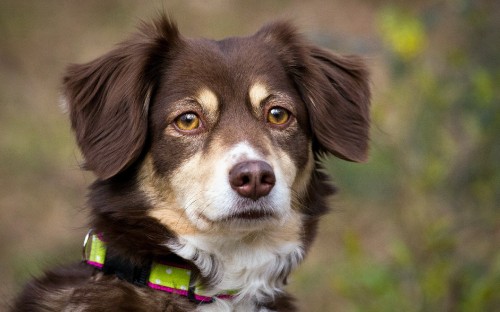 Image brown and white short coated dog