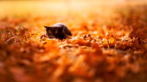 Image black cat lying on brown dried leaves