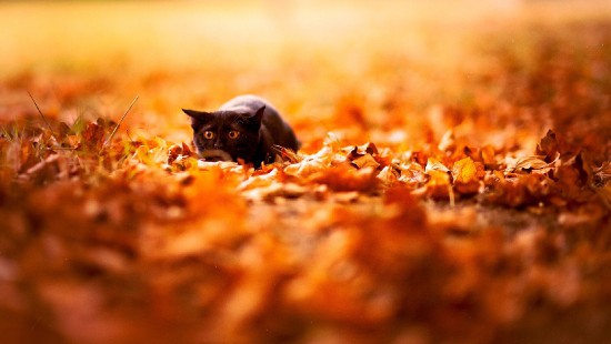 Image black cat lying on brown dried leaves