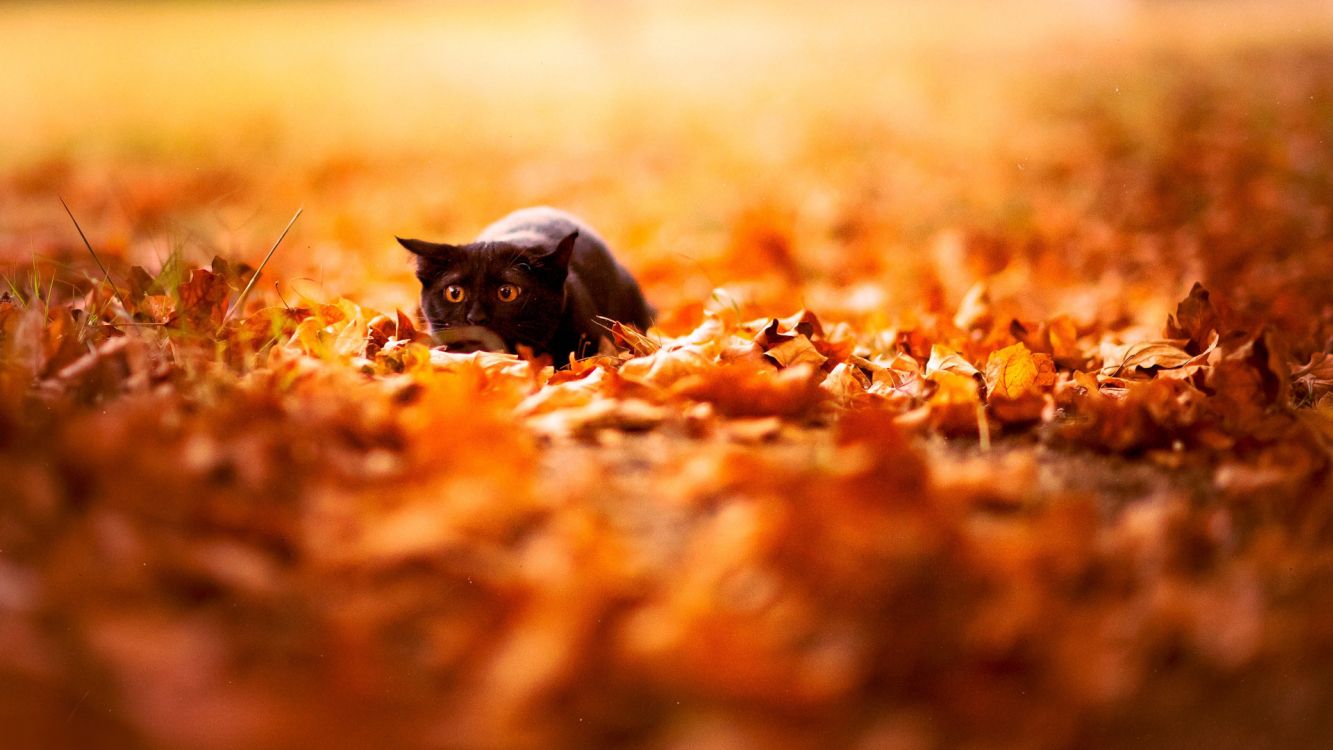 black cat lying on brown dried leaves