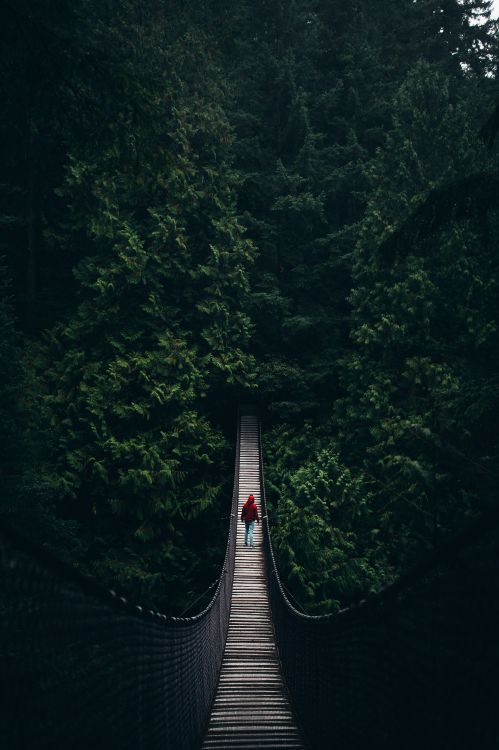 Puente Colgante Gris Entre Árboles Verdes Durante el Día. Wallpaper in 3804x5706 Resolution