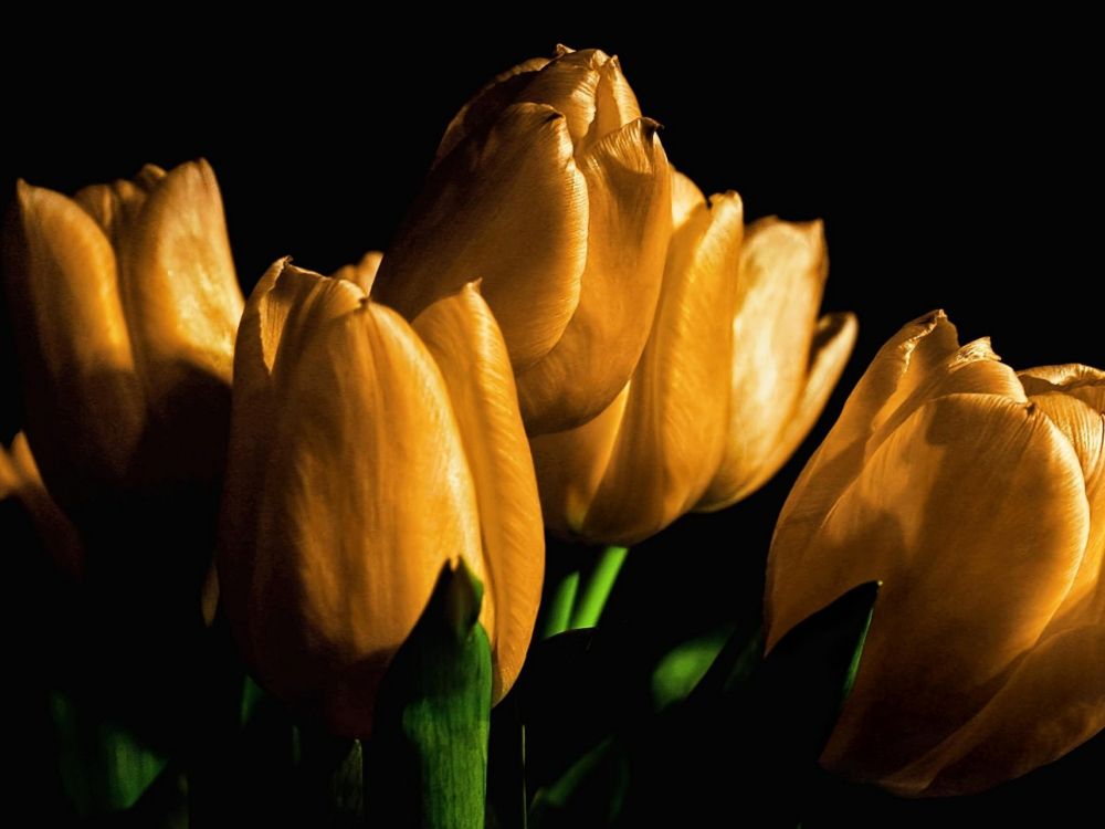 yellow tulips in bloom close up photo