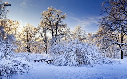 Image white trees on snow covered ground under blue sky during daytime