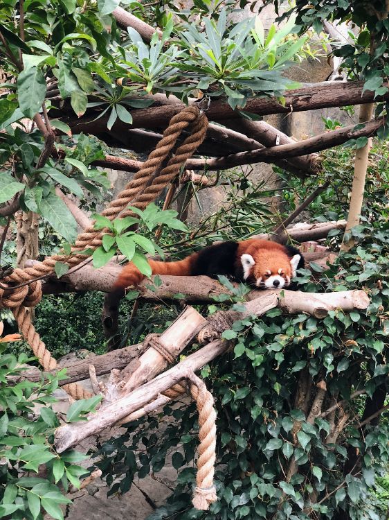 Sciences, Biologie, Panda Rouge, Carnivores, Plante de la Communauté. Wallpaper in 3024x4032 Resolution