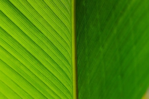 Image green leaf in close up photography