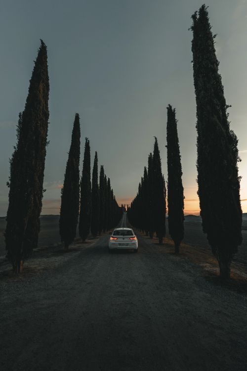 white car parked near trees during night time