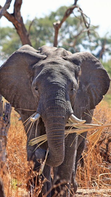 Image elephant standing on brown grass during daytime