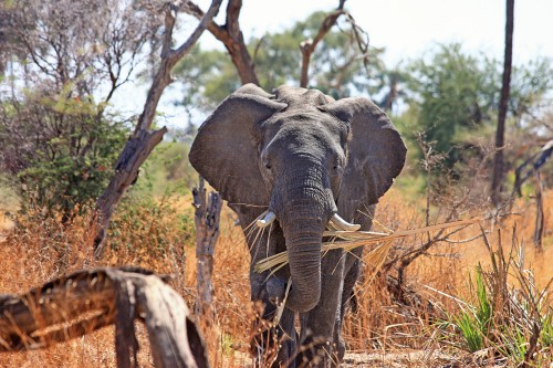 Image elephant standing on brown grass during daytime