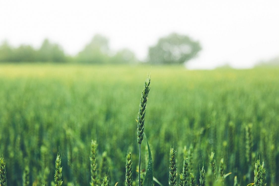 Champ de Blé Vert Pendant la Journée. Wallpaper in 1920x1279 Resolution