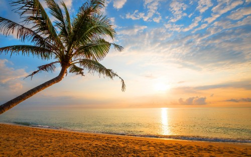 Image palm tree near sea during sunset