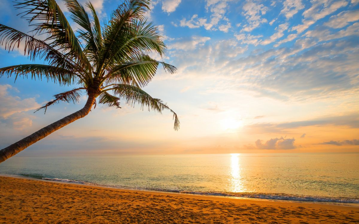 palm tree near sea during sunset