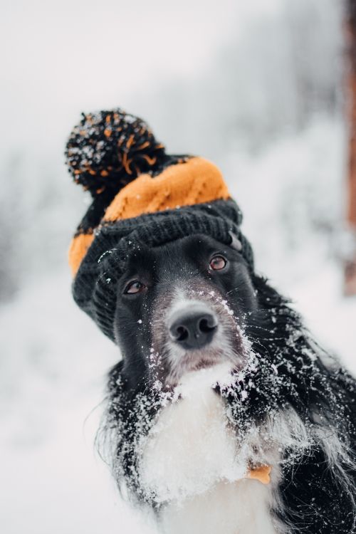 Black and White Border Collie Wearing Orange Knit Cap and Orange Knit Cap. Wallpaper in 3768x5652 Resolution