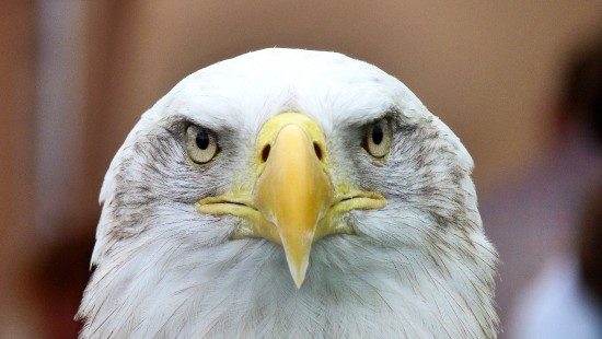 Image bald eagle head, bald eagle, white tailed eagle, birds, eagle