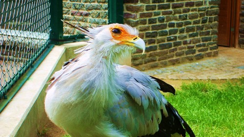 Image white and black bird on brown wooden fence during daytime