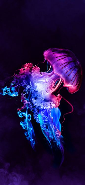 Las Medusas, Kafr El-shaikh, Cabeza, Humanos, Entretenimiento. Wallpaper in 1080x2340 Resolution