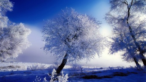 Image white tree on snow covered ground during daytime