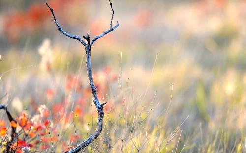 Image brown grass in tilt shift lens