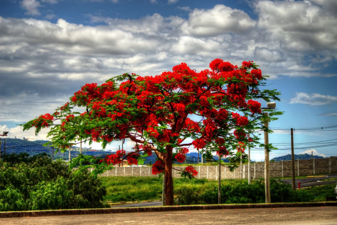 Árbol de Hoja Roja Cerca de la Valla de Metal Gris Bajo Las Nubes Blancas Durante el Día. Wallpaper in 2048x1365 Resolution