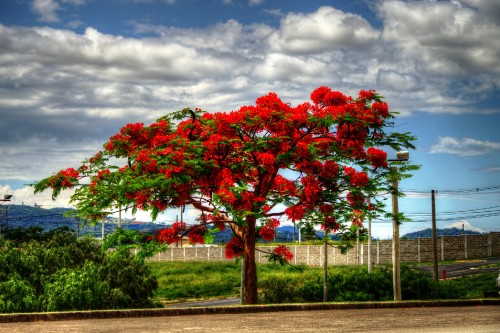 Image red leaf tree near gray metal fence under white clouds during daytime