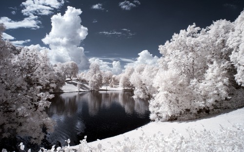 Image white cherry blossom near lake under blue sky during daytime