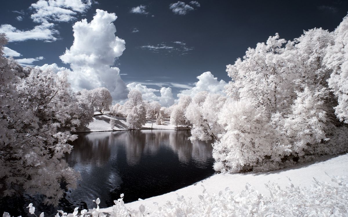 white cherry blossom near lake under blue sky during daytime