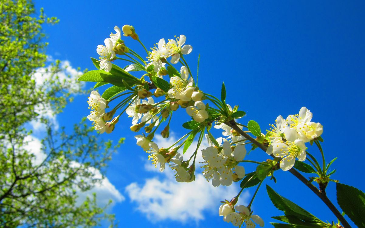 yellow, flower, spring, pollen, wildflower