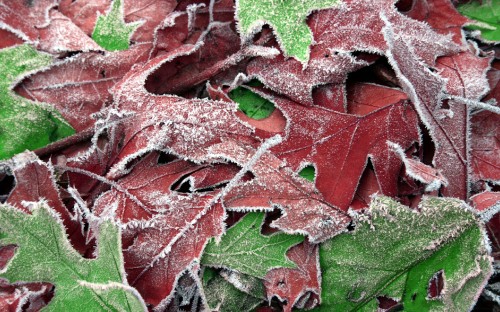 Image red and green maple leaf