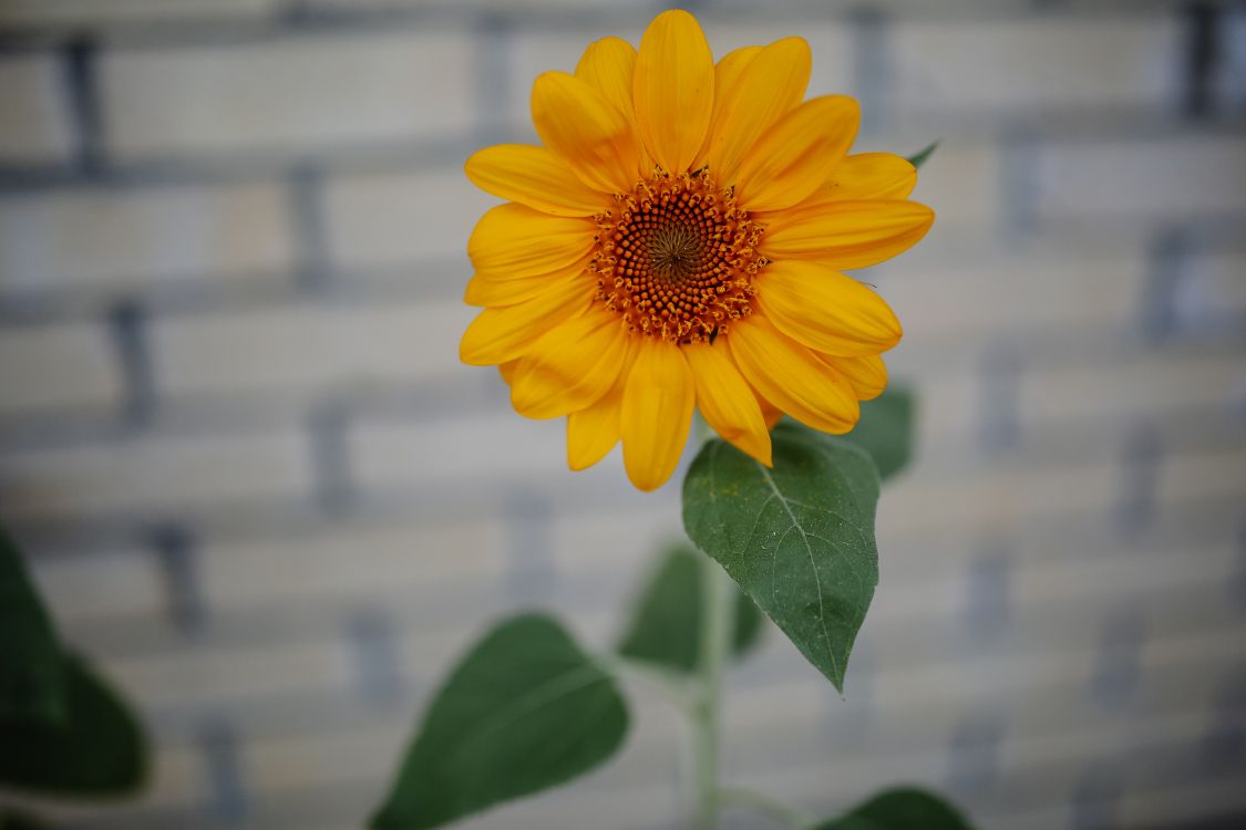 Gelbe Blume in Tilt-Shift-Linse. Wallpaper in 5760x3840 Resolution