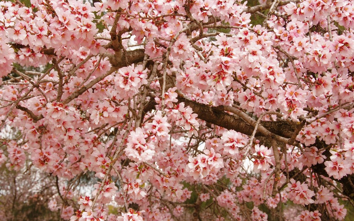 Árbol de Cerezo Rosa Durante el Día. Wallpaper in 2880x1800 Resolution